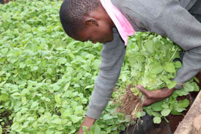 Grüne_Oase_im_Slum–der_Schulgarten_der_Five_Star_School-Artikelbild2